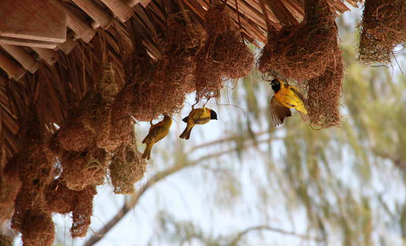 Weaver birds were building their nests and courting at the bar.