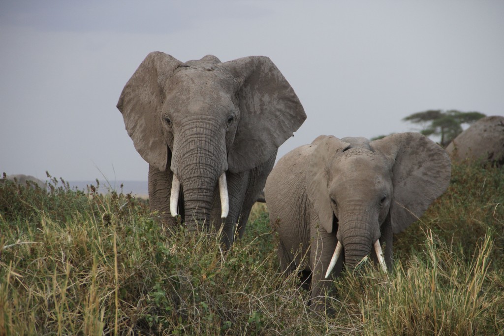 Elephants near Amboseli National Park, Kenya.