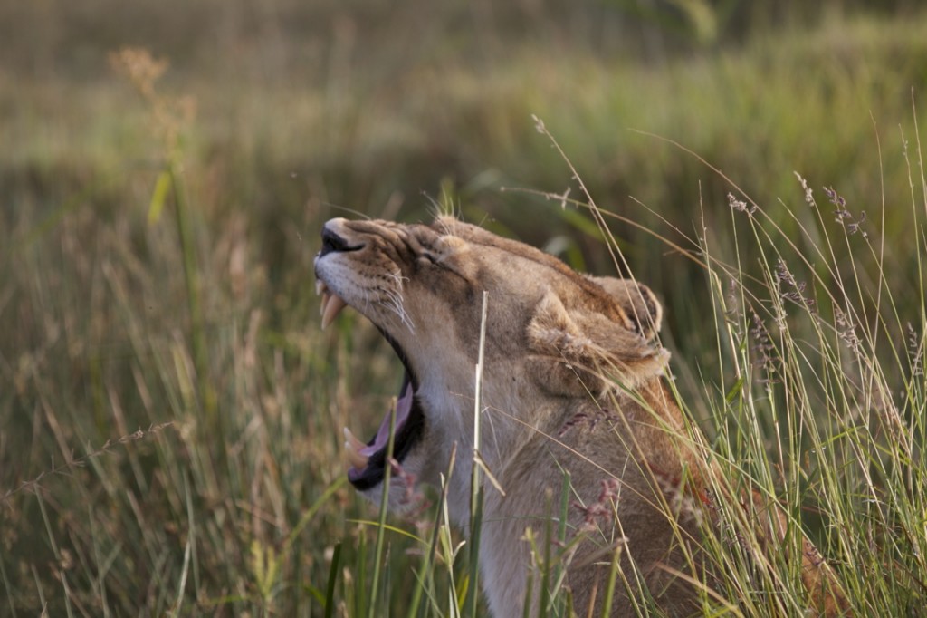 A young adult lioness of the Fig Tree pride, who was hiding a large cub in the grass of Horseshoe Lugga