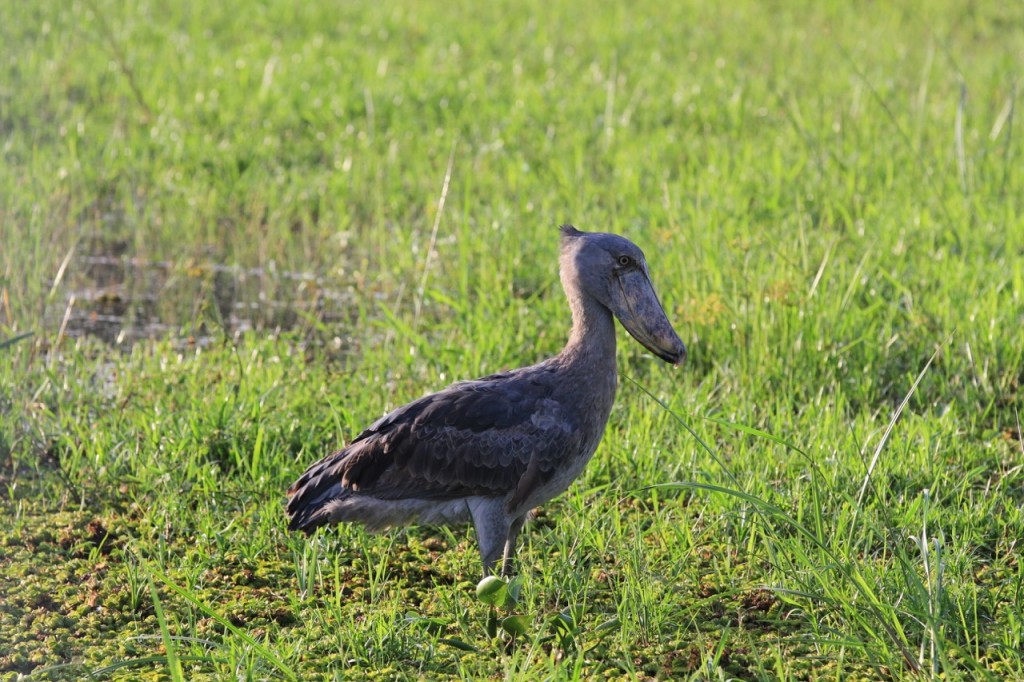 The shoebill is hunting...