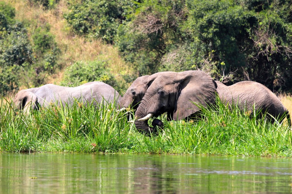 Elephants along the edge of the Nile