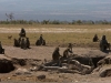 Baboon-study-troop-in-Amboseli