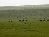 Gnu-birthing-grounds-in-the-Serengeti