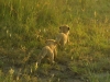 Lion-cubs-in-the-Masai-Mara