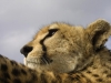 Mara-cheetah