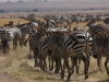 Mara-zebras