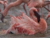 Naivasha-flamingo